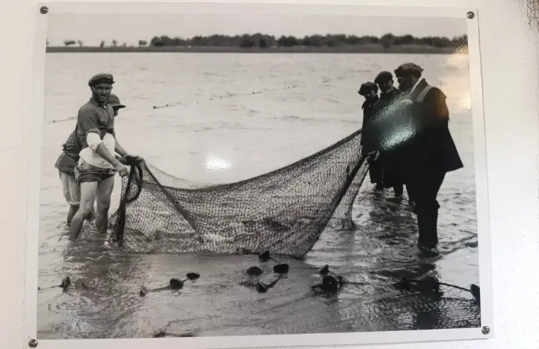 Fotografia antiga de pescadores durante a pesca do Sável no rio Tejo, num processo manual a agarrar nas redes e com pés dentro de água